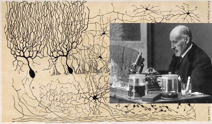 La preuve de l'existence de Dieu Cajal-neurones